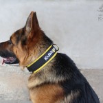antkaklis, k9profi
