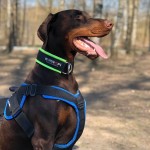 reguliuojamo ilgio antkaklis, k9profi