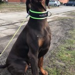 reguliuojamo ilgio antkaklis, k9profi antkaklis