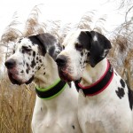 reguliuojamo ilgio antkaklis, k9profi