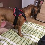 k9profi petnešos šunims