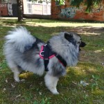 k9profi petnešos šunims