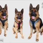 k9profi petnešos šunims