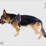 k9profi petnešos šunims