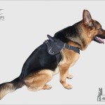 k9profi petnešos šunims