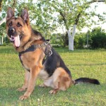 k9profi petnešos