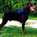 K9profi petnešos